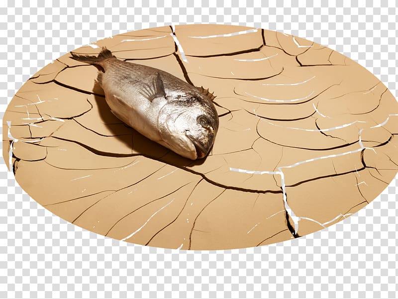 Fish Death, Fish are dead transparent background PNG clipart