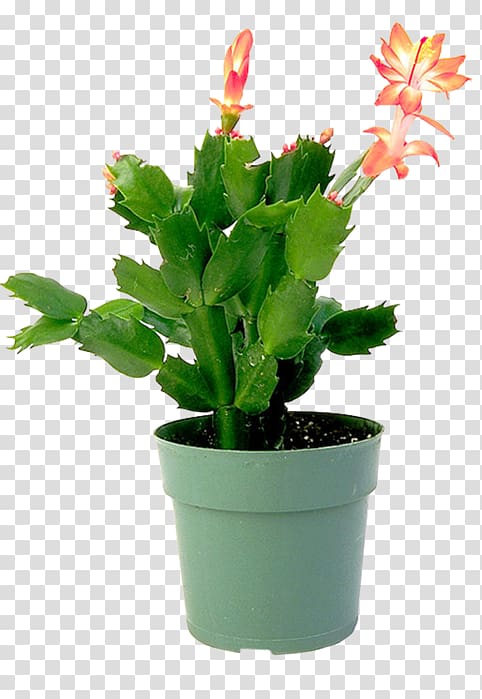 Epiphyllum Flowerpot Houseplant Cactaceae, plant transparent background PNG clipart
