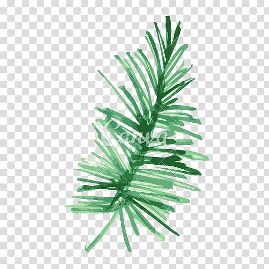 Pine Fir Leaf Plant Watercolor painting, tropical transparent background PNG clipart