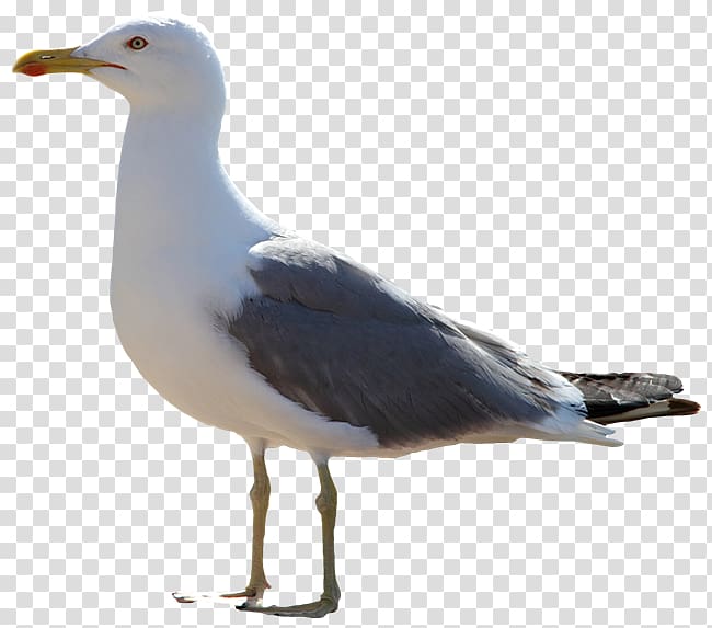 The Seagull Icon, Gull transparent background PNG clipart