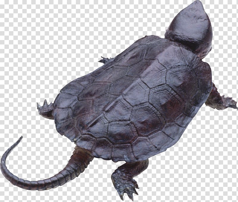 Turtle, Turtle transparent background PNG clipart