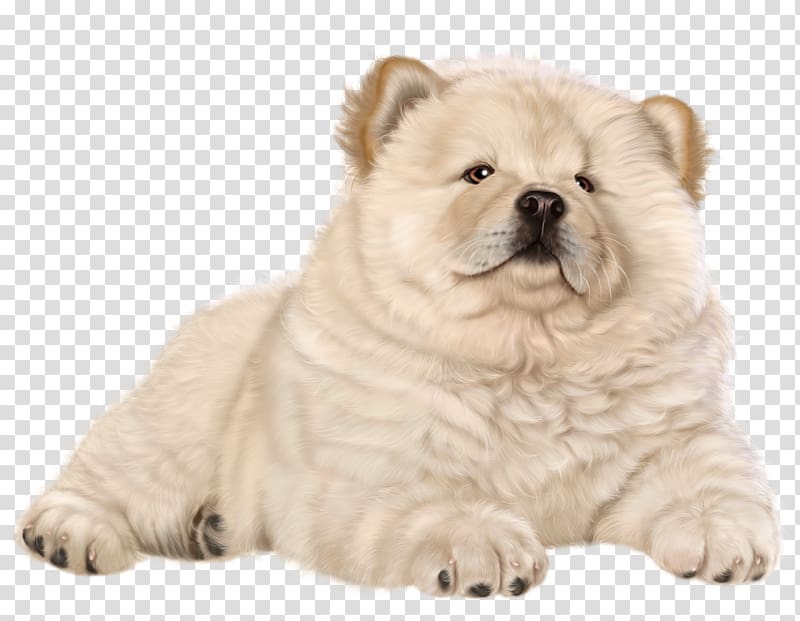 Chow Chow Puppy , puppy transparent background PNG clipart