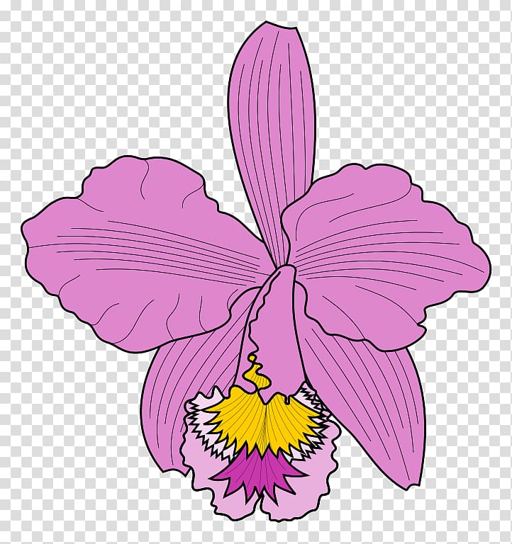 Cattleya trianae , orchid transparent background PNG clipart