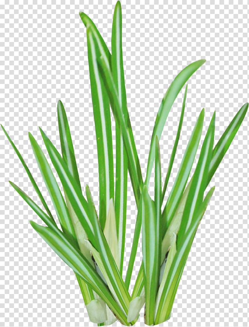 Herbaceous plant Raster graphics Aloe vera , Lemon grass transparent background PNG clipart