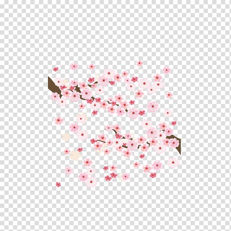 Cherry blossom , Pink Japanese cherry bloom in full bloom transparent background PNG clipart