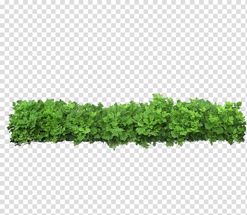 green hedge, Icon, Green grass transparent background PNG clipart
