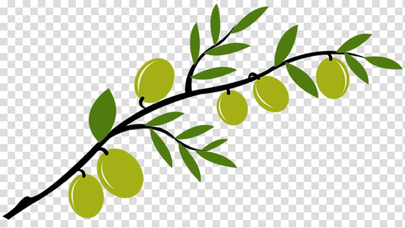 Olive branch 0 Salfit Bank, olive transparent background PNG clipart