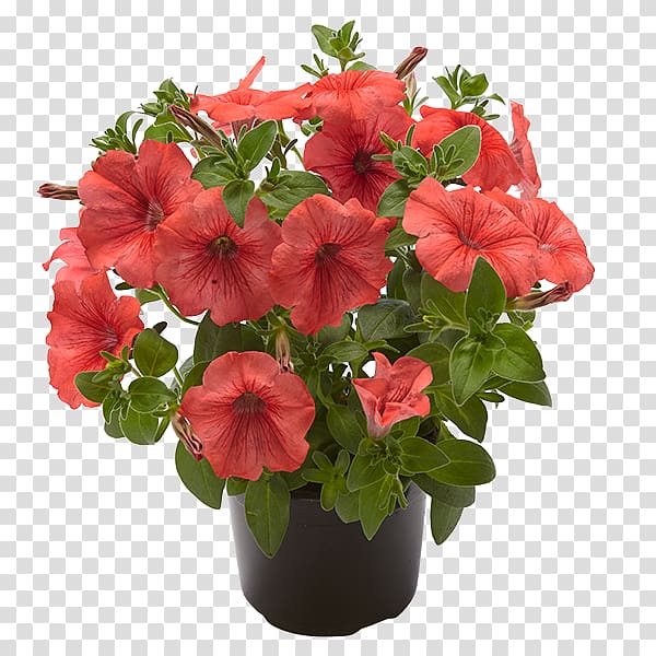 Geraniaceae Impatiens Annual plant Flowerpot Herbaceous plant, tropica transparent background PNG clipart