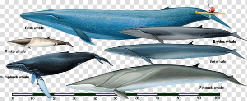 Sei whale Fin whale Rorquals Bryde\'s whale Cetaceans, Bowhead Whale transparent background PNG clipart