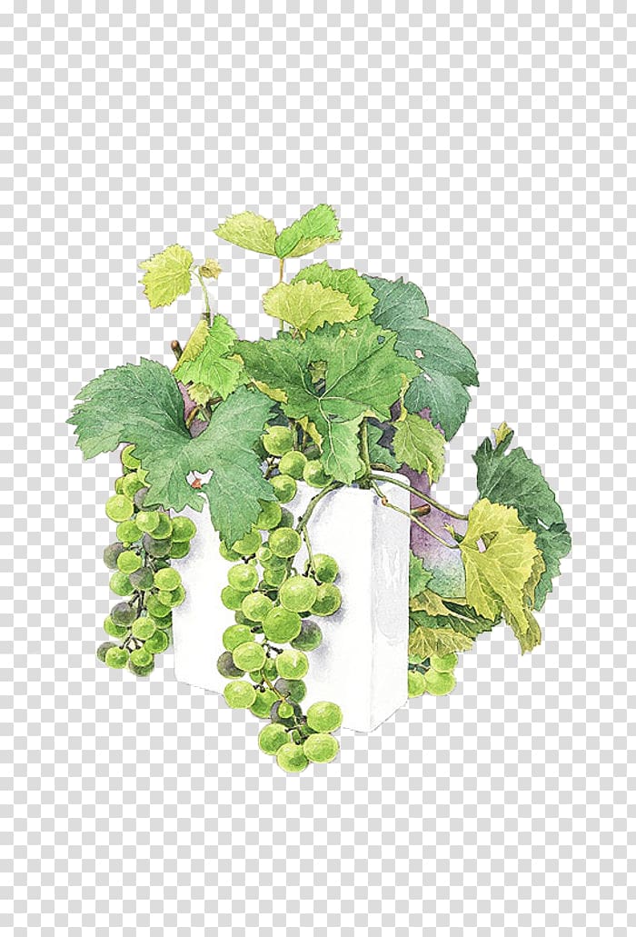 Watercolor painting Grape Painter Illustration, green grapes transparent background PNG clipart