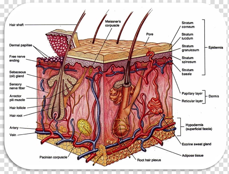 Integumentary system Human body Human skin Organ system Stratum lucidum, fingernail foot transparent background PNG clipart