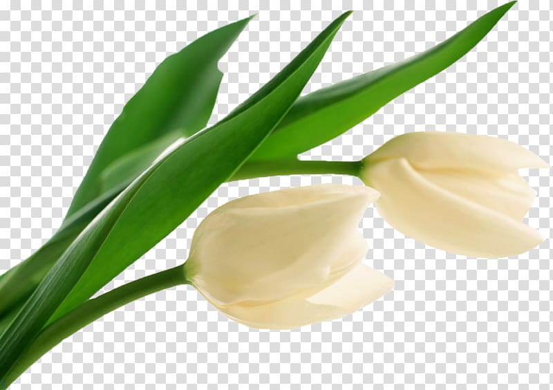 Tulip Flower White , tulip transparent background PNG clipart