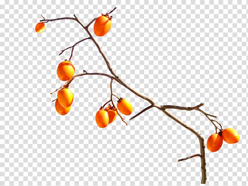 Fruit Persimmon Orange Tangerine, Persimmon tree transparent background PNG clipart