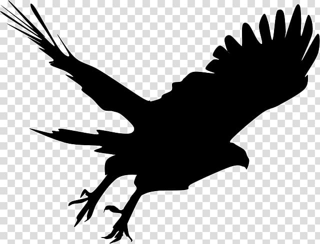 Bald Eagle Silhouette Hawk , Silhouette transparent background PNG clipart