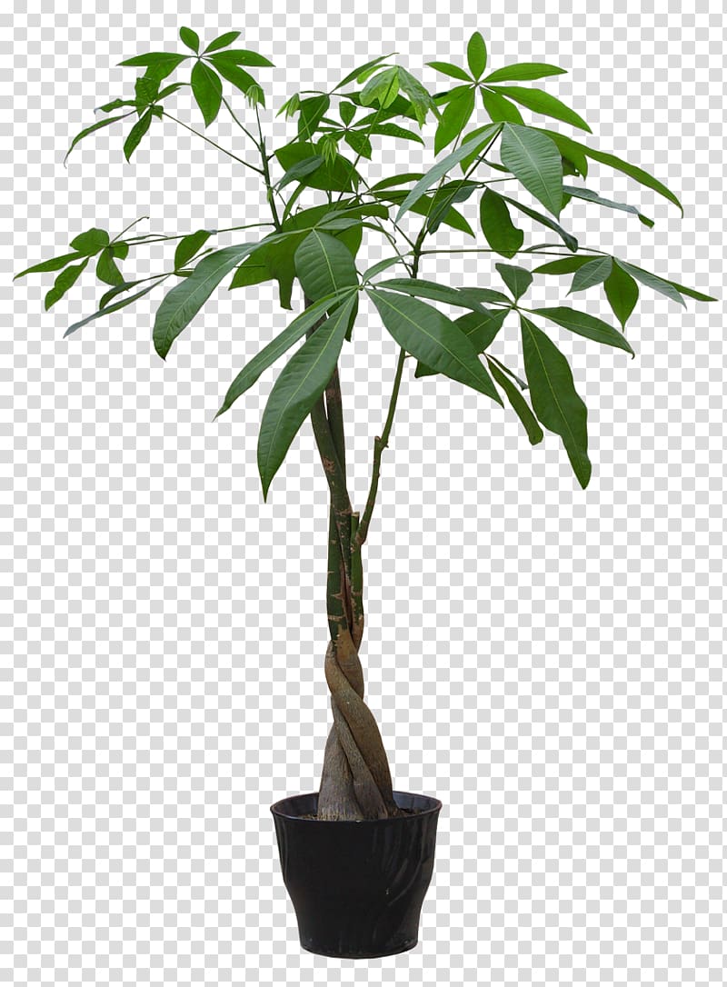 Guiana Chestnut Plant Flowerpot Bonsai Seed, plant transparent background PNG clipart