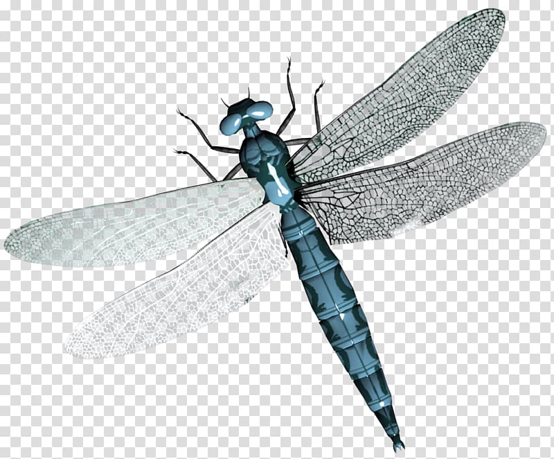 Dragonfly transparent background PNG clipart