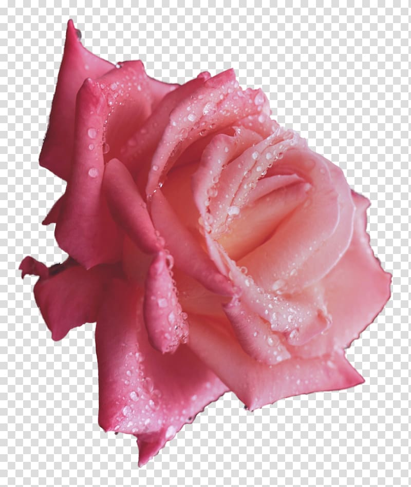 Rose Dew Drop Flower , Line drawing floral flower pattern material transparent background PNG clipart