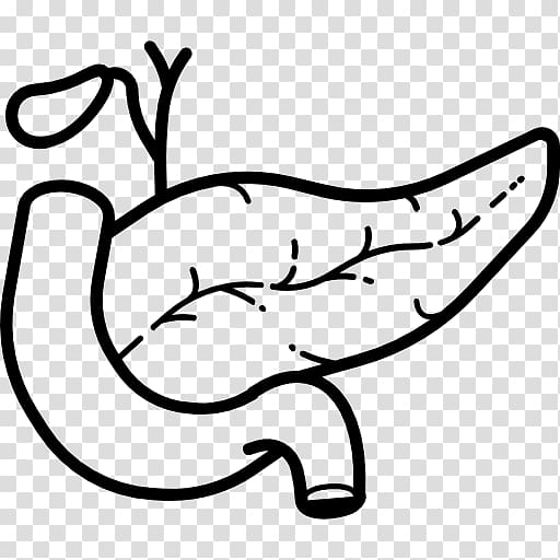 Pancreas Computer Icons Duodenum Nose, nose transparent background PNG clipart