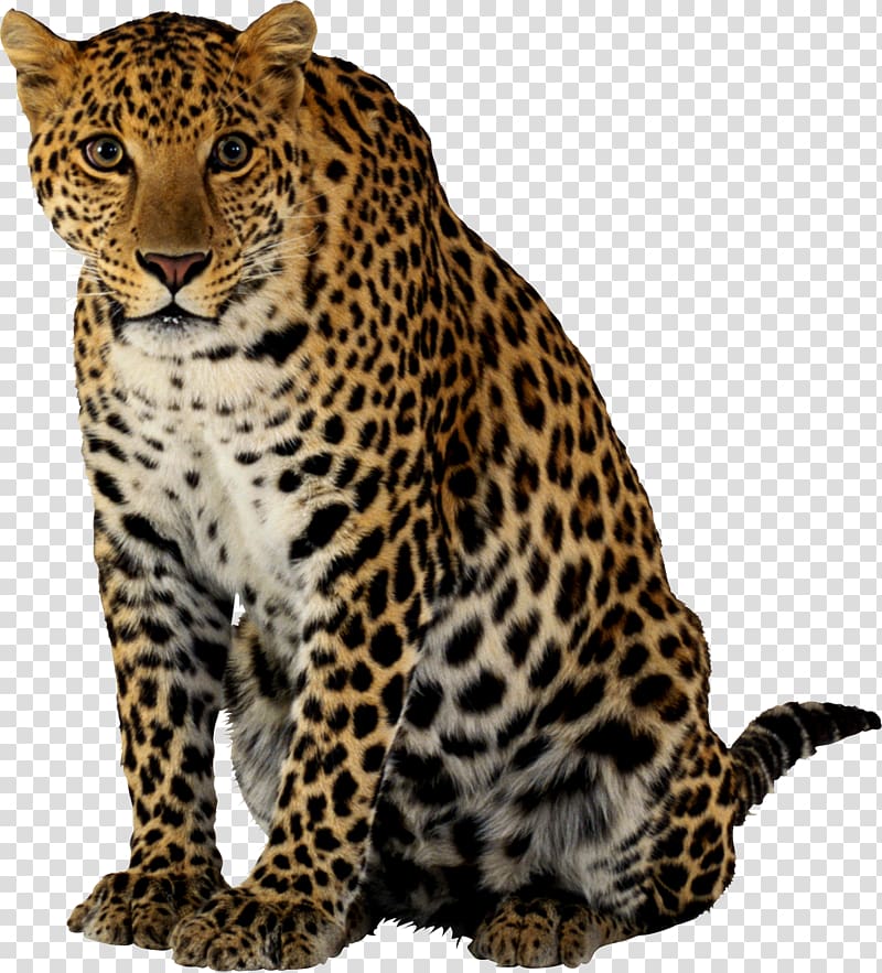 brown leopard , Snow leopard Felidae Tiger, Cheetah transparent background PNG clipart