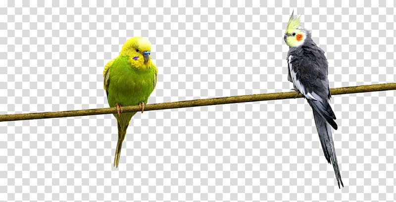 Bird Parrot, parrot transparent background PNG clipart