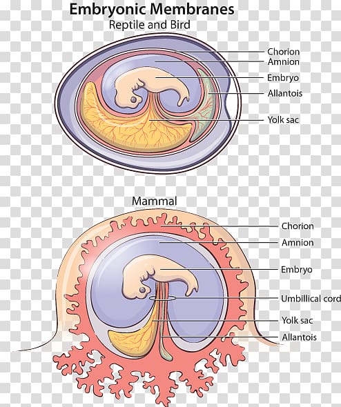 Embryo Allantois Nutrition Placenta Fetus, others transparent background PNG clipart