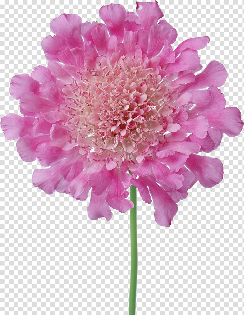 Border Flowers Pink Petal , flower transparent background PNG clipart