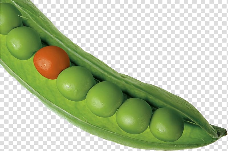 Pea transparent background PNG clipart