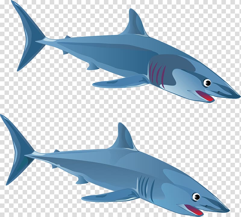Great white shark Blue shark , Predator shark transparent background PNG clipart