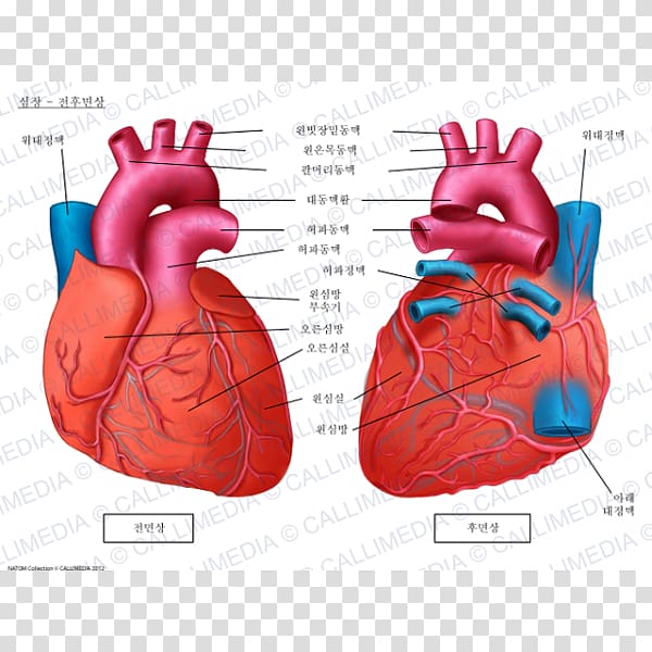 Anatomy Heart Brachiocephalic artery Coronal plane Circulatory system, heart transparent background PNG clipart