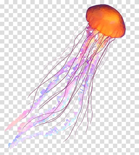 orange jelly fish illustration, Jellyfish Coelenterata Soft-bodied organism Invertebrate Aquatic animal, jellyfish transparent background PNG clipart
