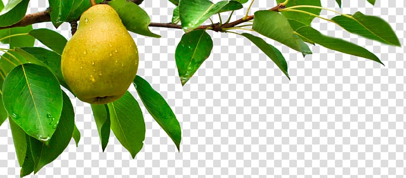 Pear Candle Fruit tree Branch, pear tree transparent background PNG clipart