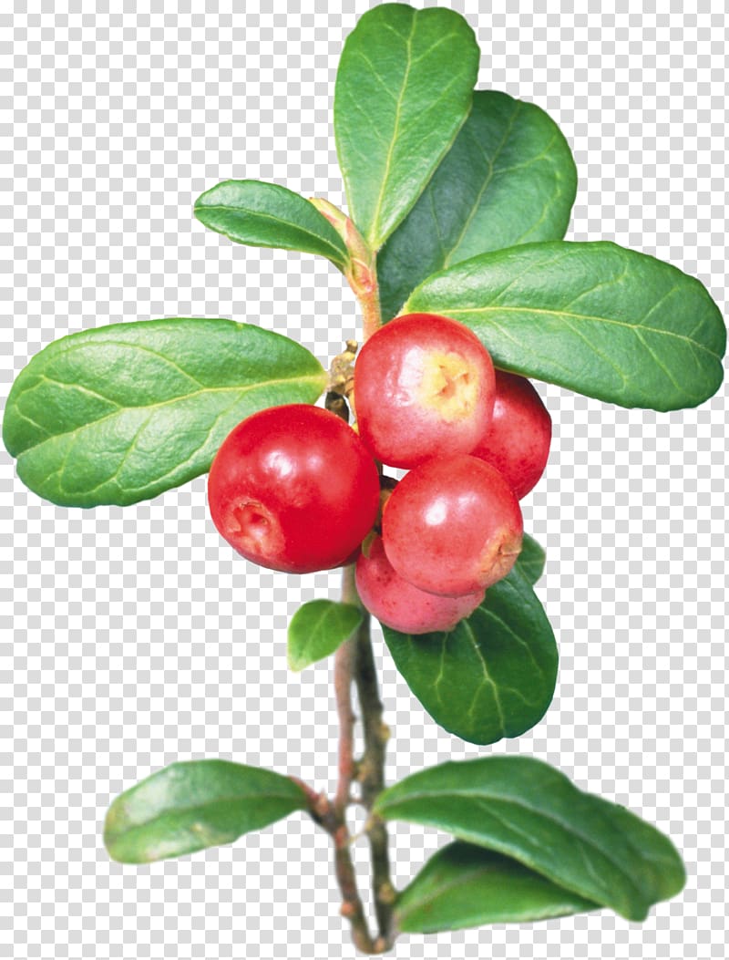 Barbados Cherry Lingonberry Cranberry Shepherdia, others transparent background PNG clipart