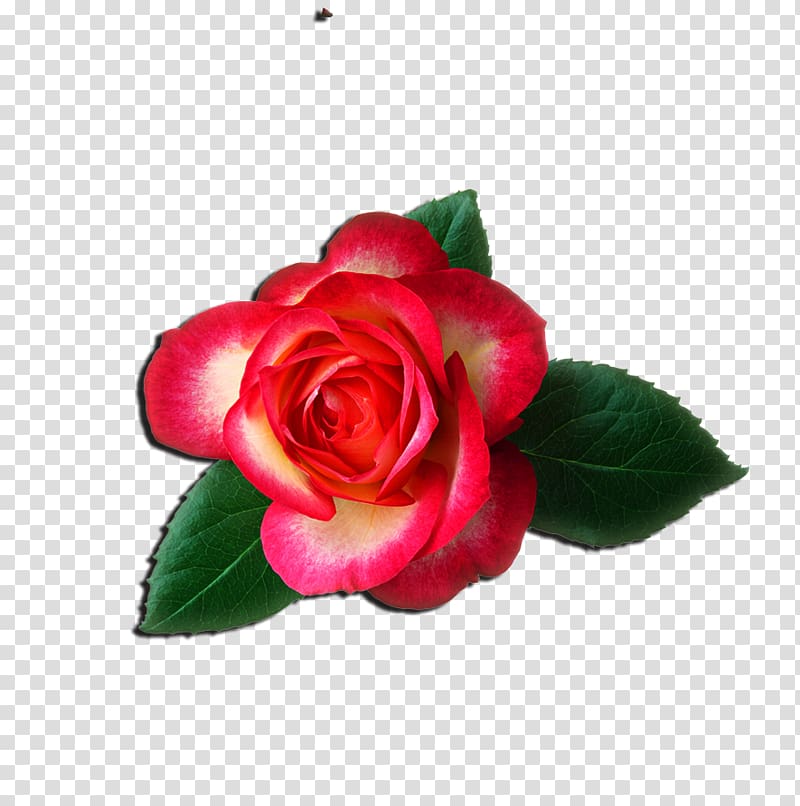 Rose Free content , Chinese rose transparent background PNG clipart