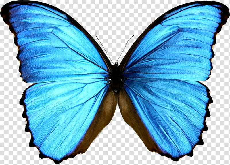 Blue and black butterfly , Monarch butterfly Morpho menelaus Morphinae ...