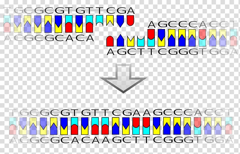 DNA ligase Restriction enzyme Sticky and blunt ends, transparent background PNG clipart