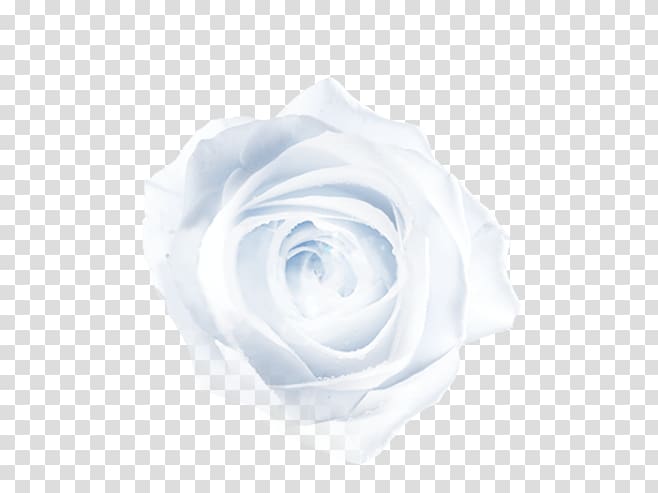 Blue Close-up Petal Pattern, White Rose transparent background PNG clipart