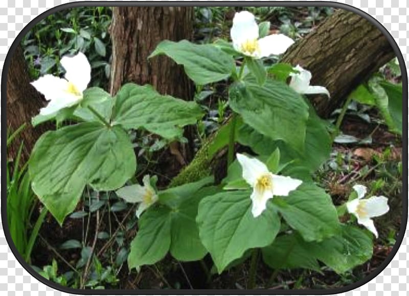 Western trillium Herb Groundcover Flowering plant, others transparent background PNG clipart