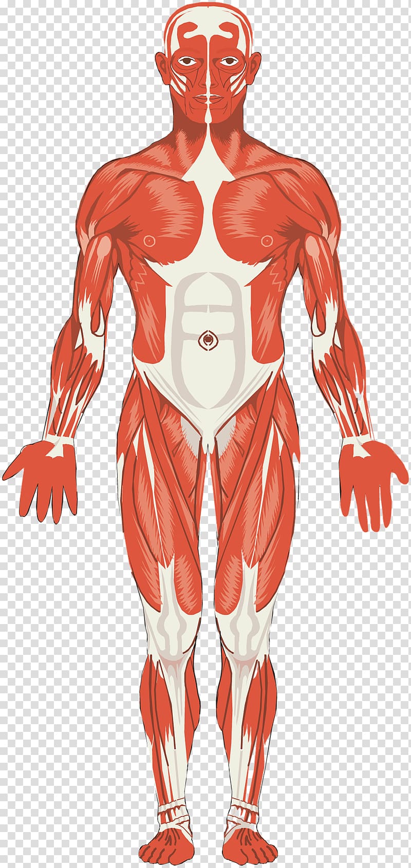 Muscular system Muscle Anatomy Organ system Joint, muscle transparent background PNG clipart