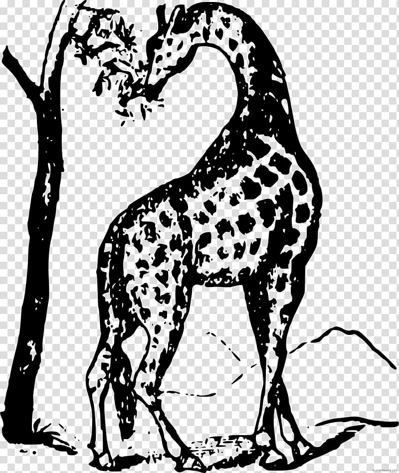 The White Giraffe Black and white Non-sporting group , black and white animals transparent background PNG clipart