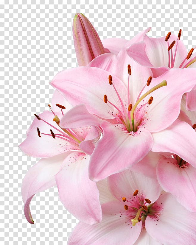 pink lily decorative pattern transparent background PNG clipart