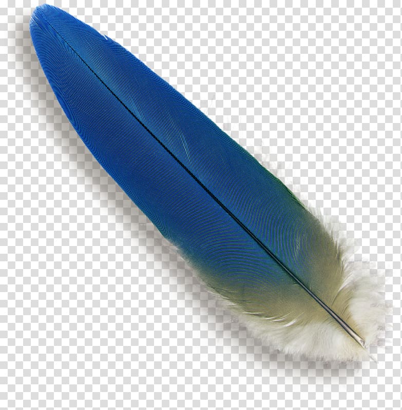 Parrot Bird Feather Macaw Blue, feather blue transparent background PNG clipart