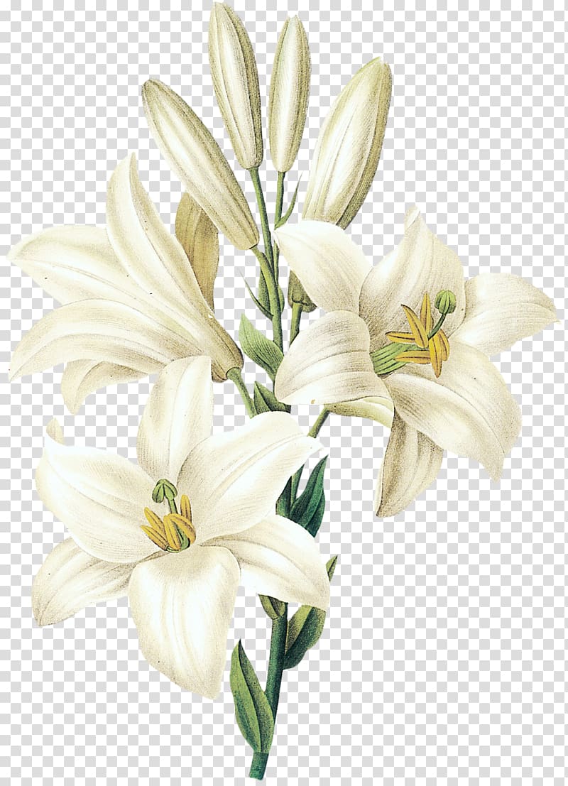 sesame white lily flower transparent background PNG clipart