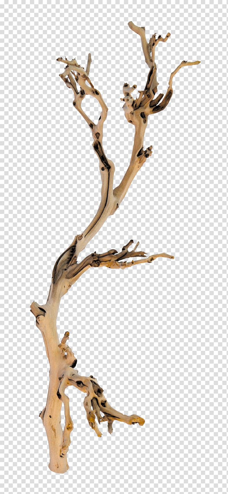 Branch Tree Twig Wood, tree transparent background PNG clipart