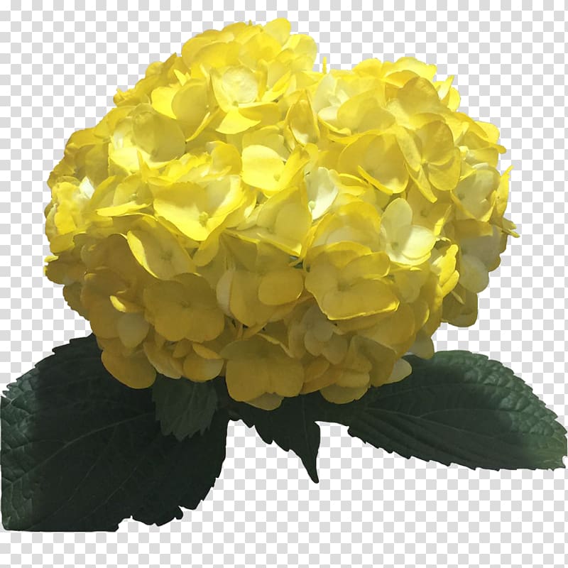 Hydrangea Yellow Flower Color Light, hydrangea transparent background PNG clipart