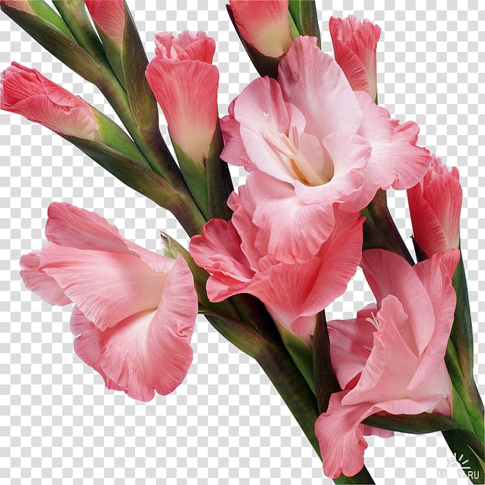 YouTube , gladiolus transparent background PNG clipart