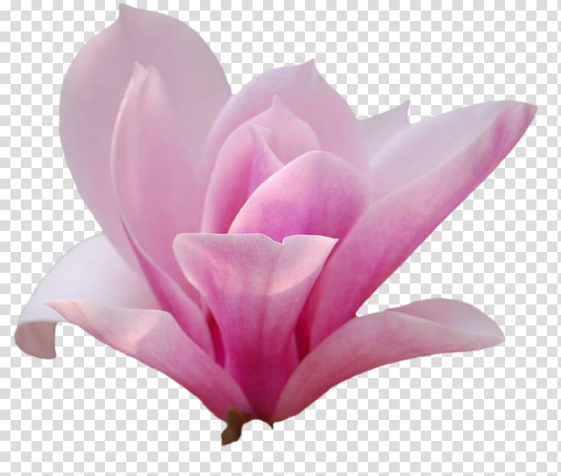 Southern magnolia Flower Magnolia family Tree Petal, flower transparent background PNG clipart