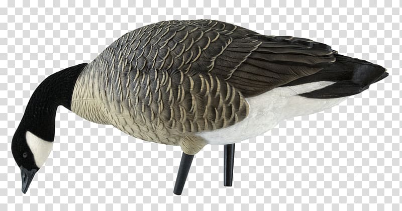 Canada Goose Mallard Decoy, goose transparent background PNG clipart