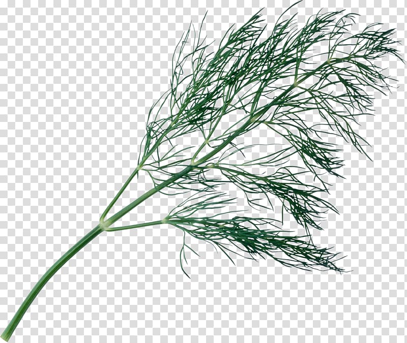 Plant Tree Branch Herb, gazania transparent background PNG clipart