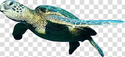 green turtle , Turtle Close Up transparent background PNG clipart