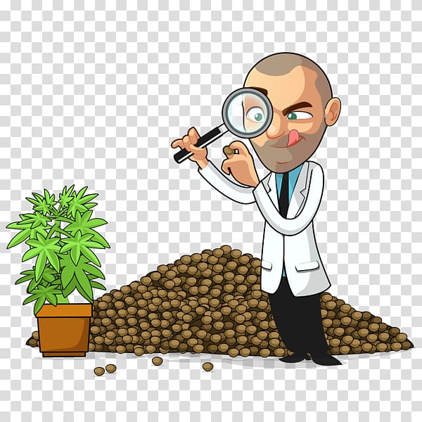 Cannabis cultivation , Cannabis Cultivation transparent background PNG clipart